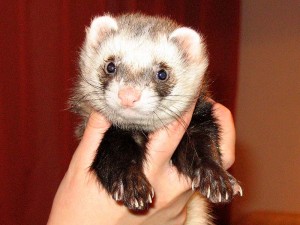 Ferret held in a hand